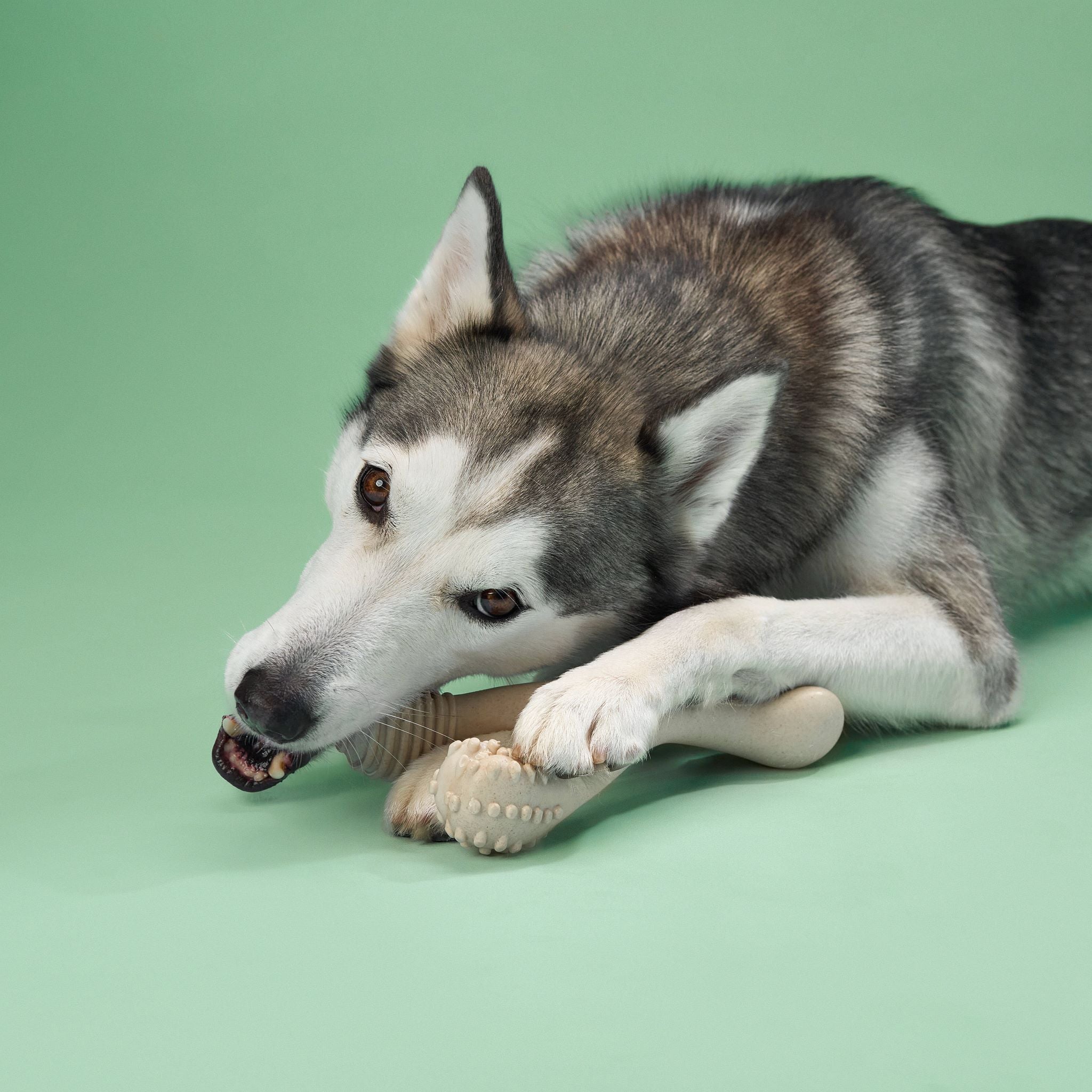 BetterBone MEDIUM Durability CHEW TOY: Perfect Chew for Everyday Chewers | Naturally Derived Ingredients, Eco-Friendly, Non-Toxic