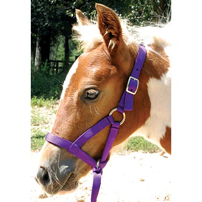 Jeffers Nylon "Grow With Me" Weanling Horse Halter